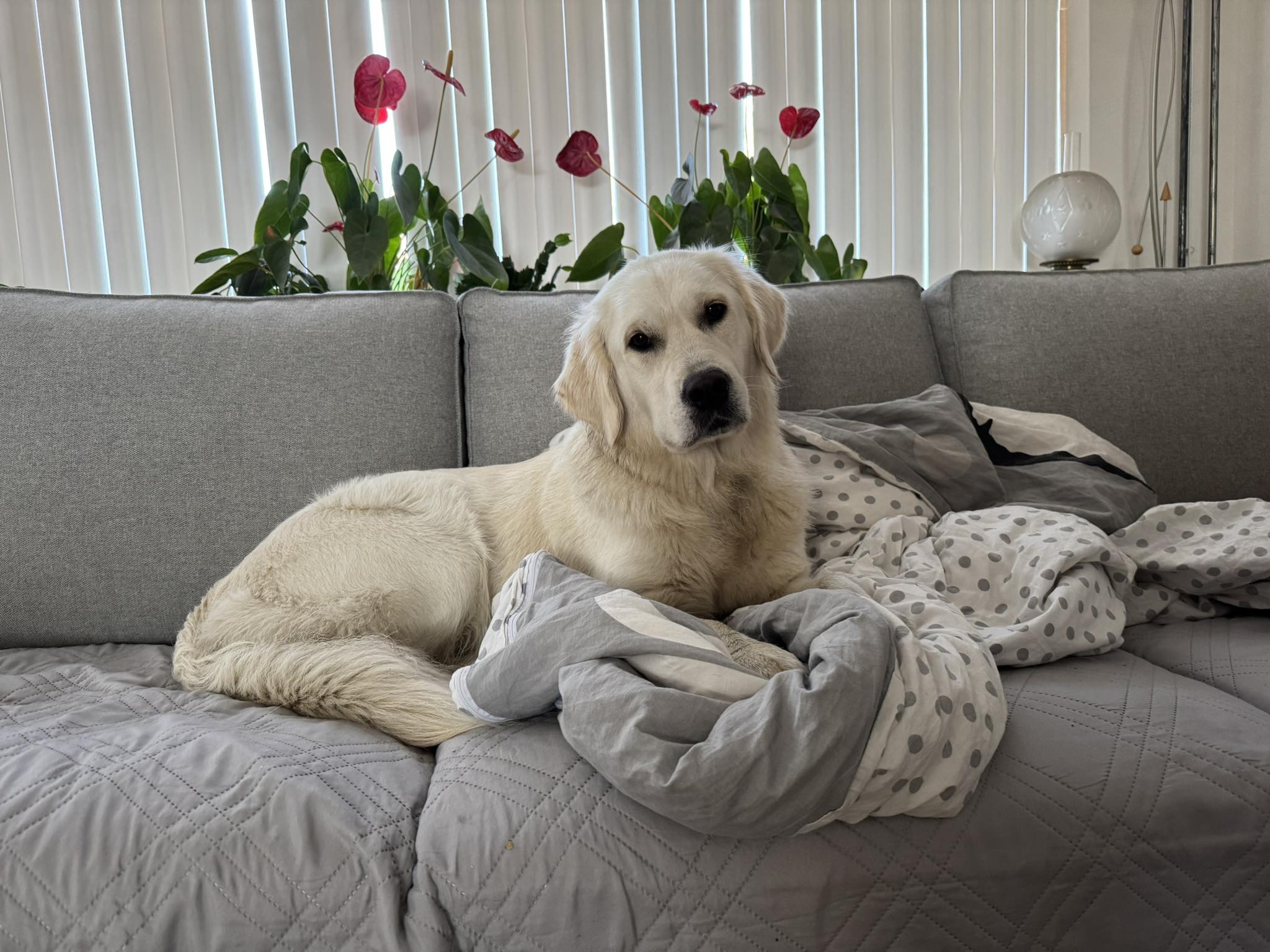 Profielfoto